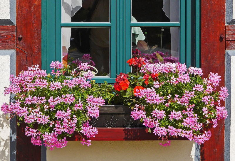 pelargonia zwisająca w pojemniku