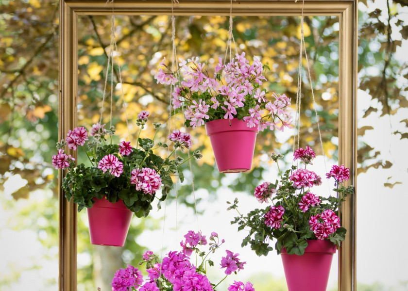 Kompozycja dekoracyjna z wykorzystaniem pelargonii bluszczolistnej i wielkokwiatowej. Kompozycja dekoracyjna z wykorzystaniem pelargonii bluszczolistnej i wielkokwiatowej.