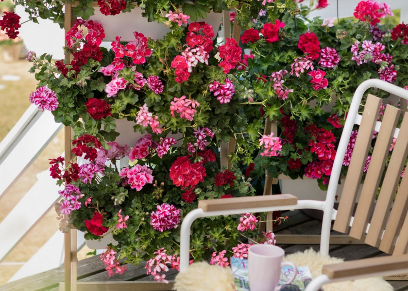 Pelargonia bluszczolistna umieszczona w drewnianej kracie ma idealnie wyeksponowane kwiaty na niewielkiej przestrzeni. Pelargonia bluszczolistna umieszczona w drewnianej kracie ma idealnie wyeksponowane kwiaty na niewielkiej przestrzeni.