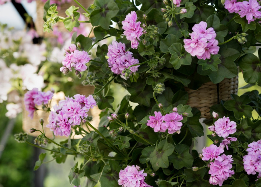 Pelargonia w kształcie imponującej kuli kwiatowej. Żadne inne rośliny balkonowe nie dorównują tej obfitości kwitnienia. Pelargonia w kształcie imponującej kuli kwiatowej. Żadne inne rośliny balkonowe nie dorównują tej obfitości kwitnienia.