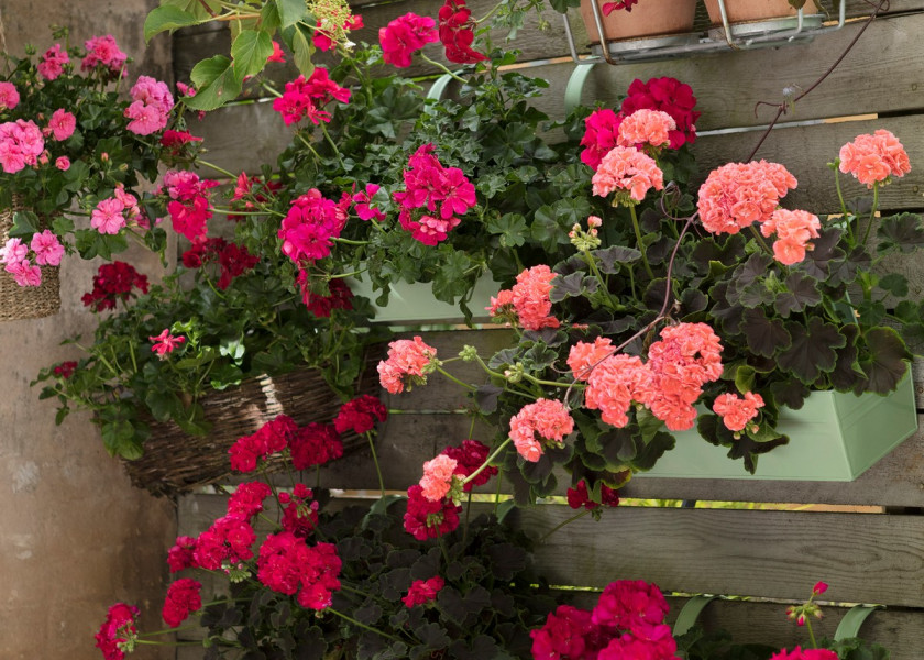 Ozdobne walory pelargonii bluszczolistnej doceniają również miłośnicy ogrodów wertykalnych. Ozdobne walory pelargonii bluszczolistnej doceniają również miłośnicy ogrodów wertykalnych.