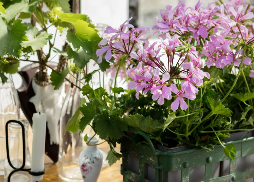 Pelargonia zwisająca pięknie wygląda również we wnętrzech. Pelargonia zwisająca pięknie wygląda również we wnętrzech.