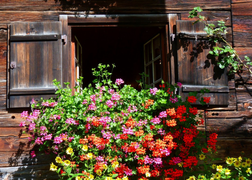 Pelargonie bluszczolisne sprawiają, że każde miejsce staje się piękniejsze i pełne barw. Pelargonie bluszczolisne sprawiają, że każde miejsce staje się piękniejsze i pełne barw.