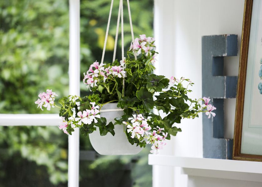 Pelargonie bluszczolistne pięknie prezentują się w wiszących koszach i innych podwieszanych pojemnikach. Preferują nasłonecznione stanowiska na balkonie lub tarasie. Pelargonie bluszczolistne pięknie prezentują się w wiszących koszach i innych podwieszanych pojemnikach. Preferują nasłonecznione stanowiska na balkonie lub tarasie.
