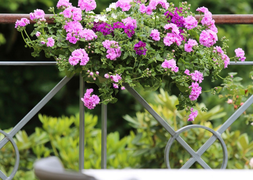 Fioletowe pelargonie bluszczolistne w towarzystwie białej i fioletowej werbeny są przyjemną dla oka dekoracją. Fioletowe pelargonie bluszczolistne w towarzystwie białej i fioletowej werbeny są przyjemną dla oka dekoracją.