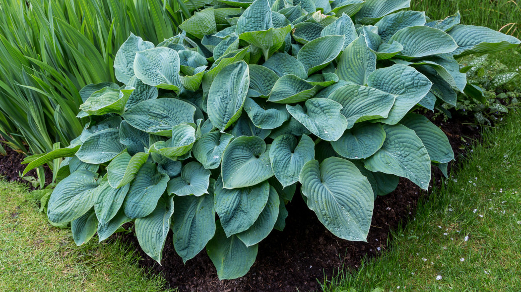 Funkia hosta roslina katalog opis