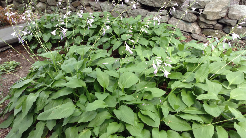 Funkia hosta roslina katalog opis