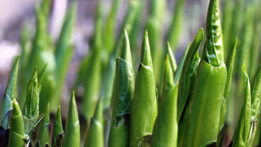 Funkia / Hosta