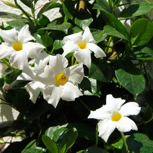 Dipladenia / Mandewilla