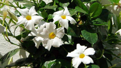 Dipladenia / Mandewilla
