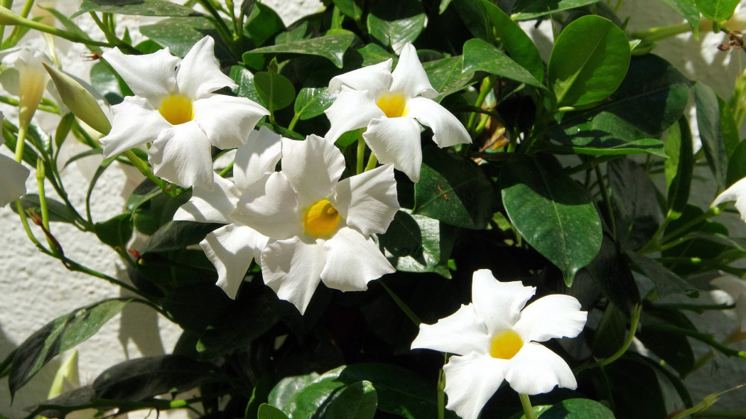 Dipladenia boliviensis