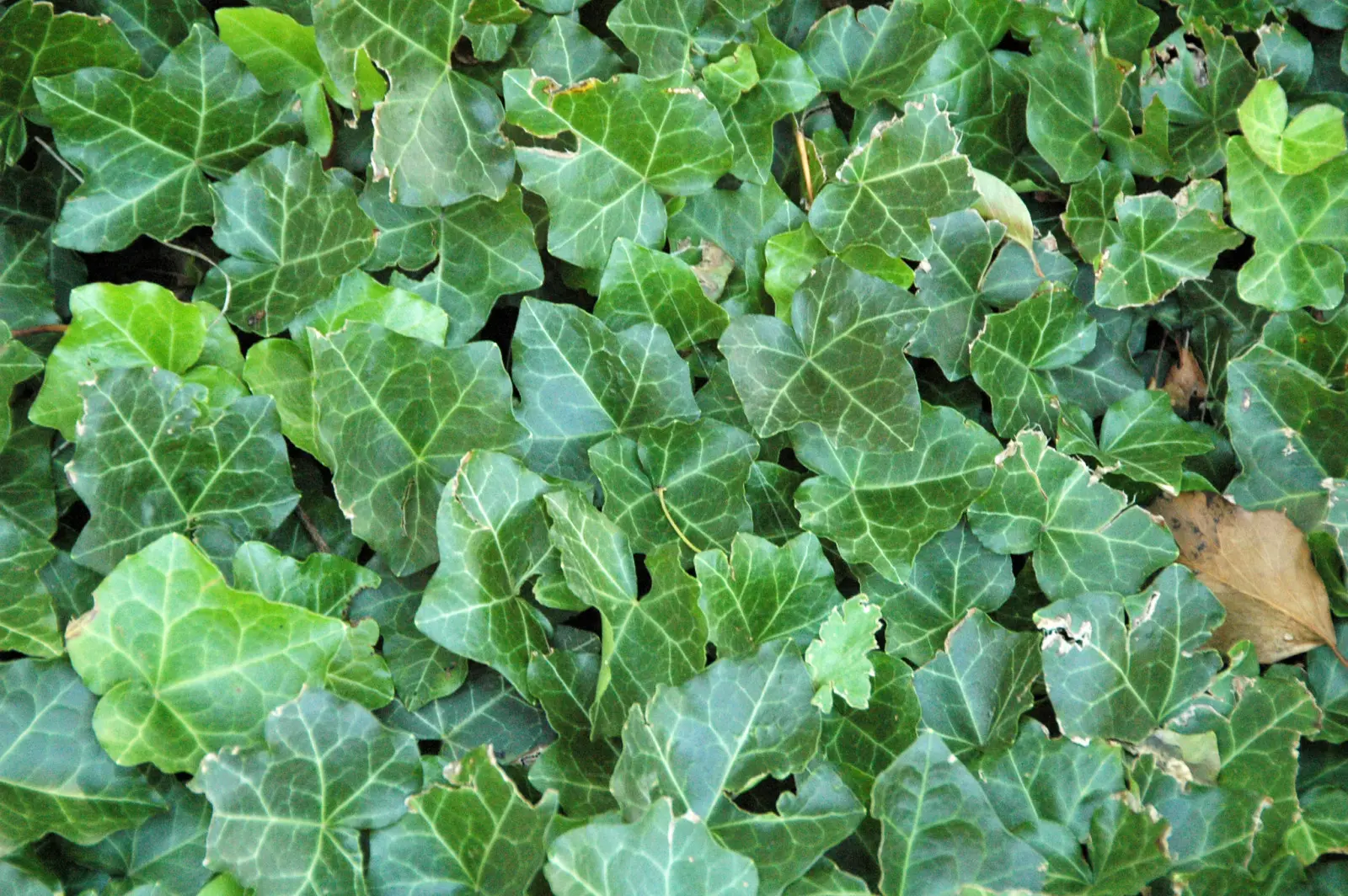 stab kaktus Myrtillocactus geometrizans main image 1