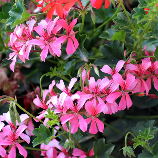 Pelargonia bluszczolistna