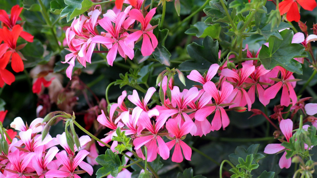 Pelargonia bluszczolistna