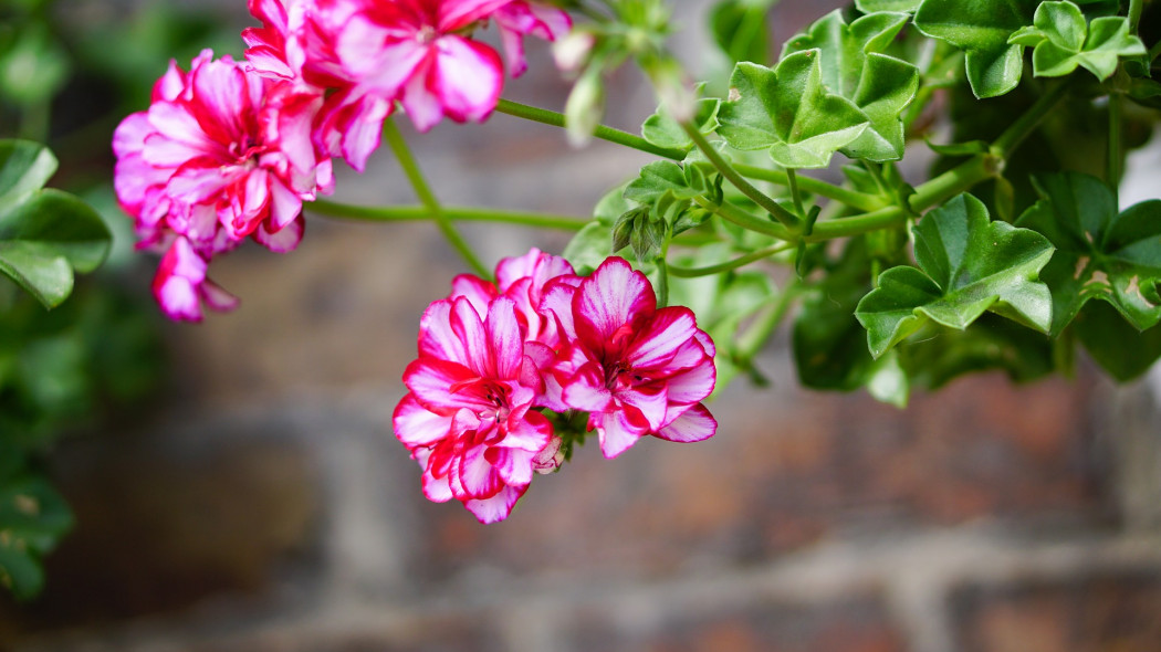 Pelargonia bluszczolistna - kwiat