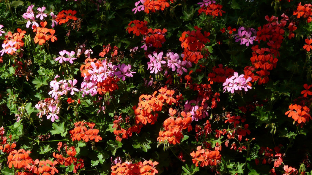 Pelargonie bluszczolistne