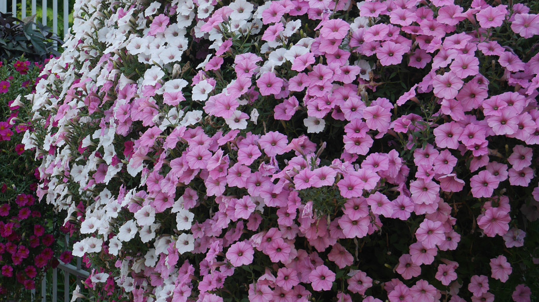 Petunia kaskadowa Supertunia Vista 