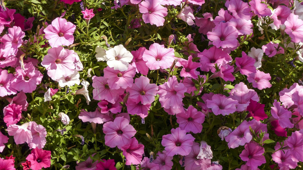 Petunia ogrodowa