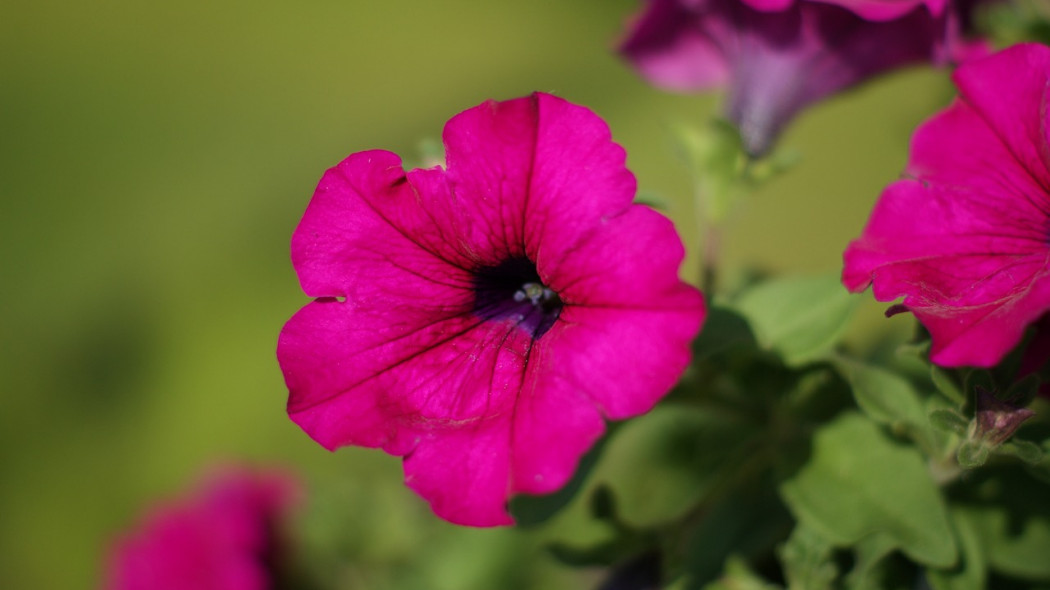 Petunia ogrodowa