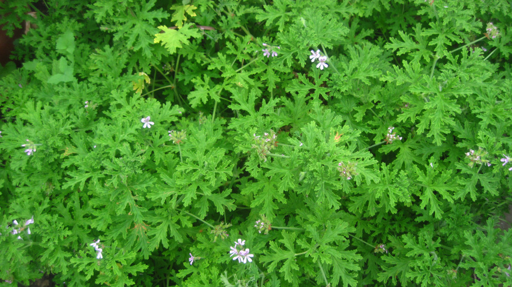 Pelargonia pachnąca 'mint rose'