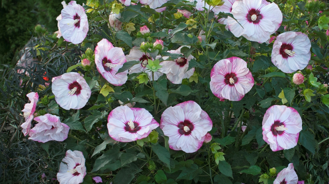 Hibiskus Summerific