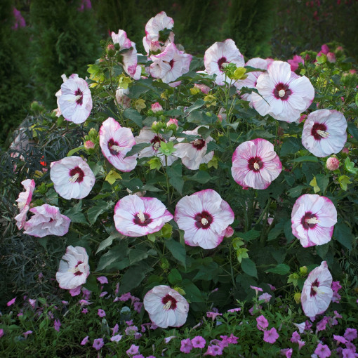 Hibiskus Bylinowy Summerific™