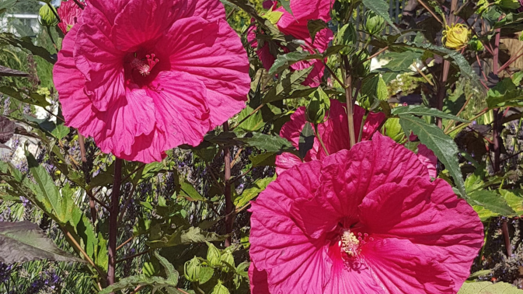 Hibiskus Summerific