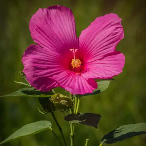 Hibiskus Bylinowy Summerific™