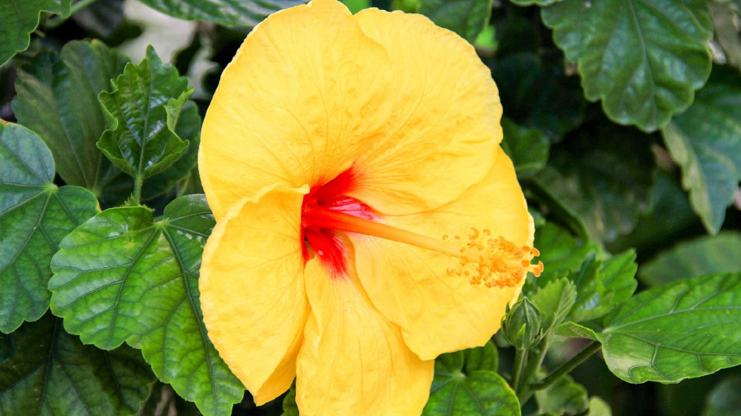 hibiskus kwiat