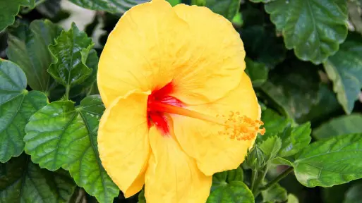 Dlaczego liście hibiskusa żółkną i opadają? Co robić?