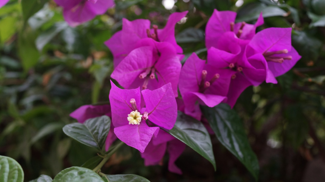 Bugenwilla (Bougainvillea)