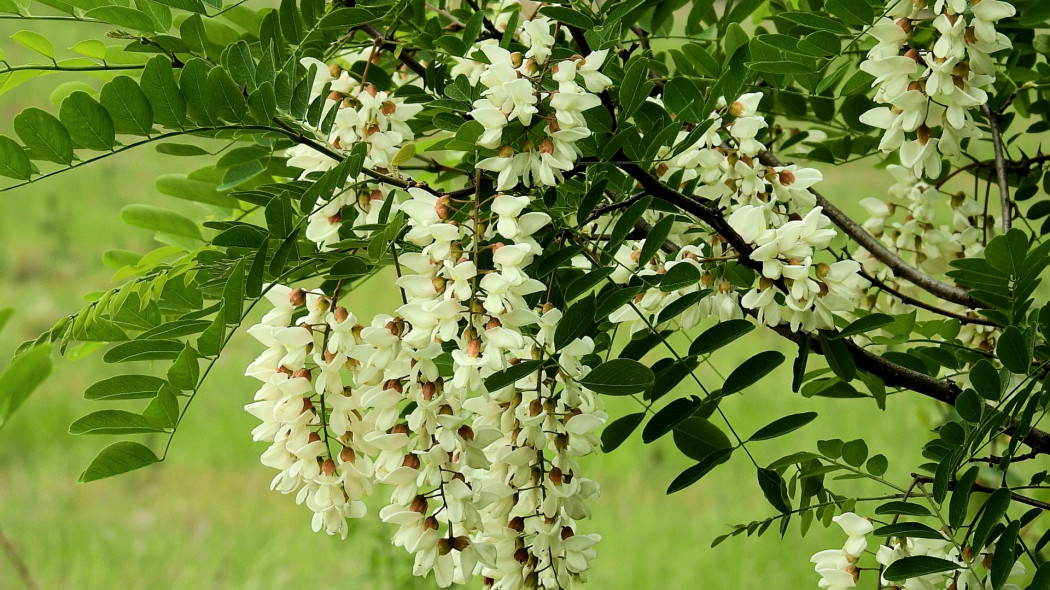 Robinia akacjowa