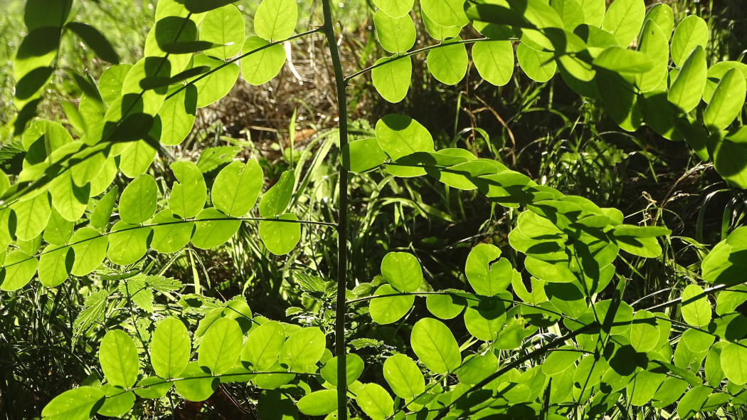 Robinia akacjowa liście