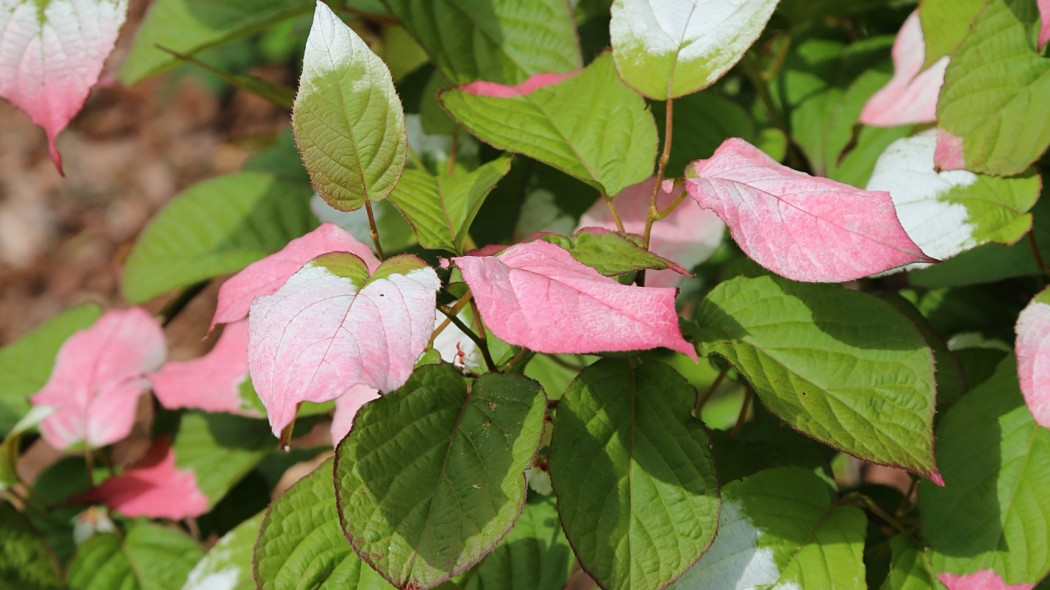 Actinidia kolomikta Adam fot. G.Falkowski