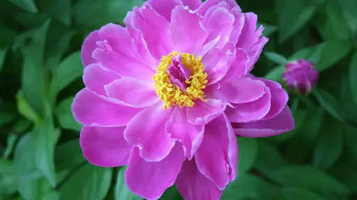 Czerwiec w ogrodzie – co robić? | Lista prac do zrobienia