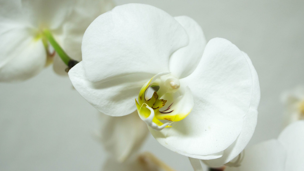 Phalaenopsis amabilis