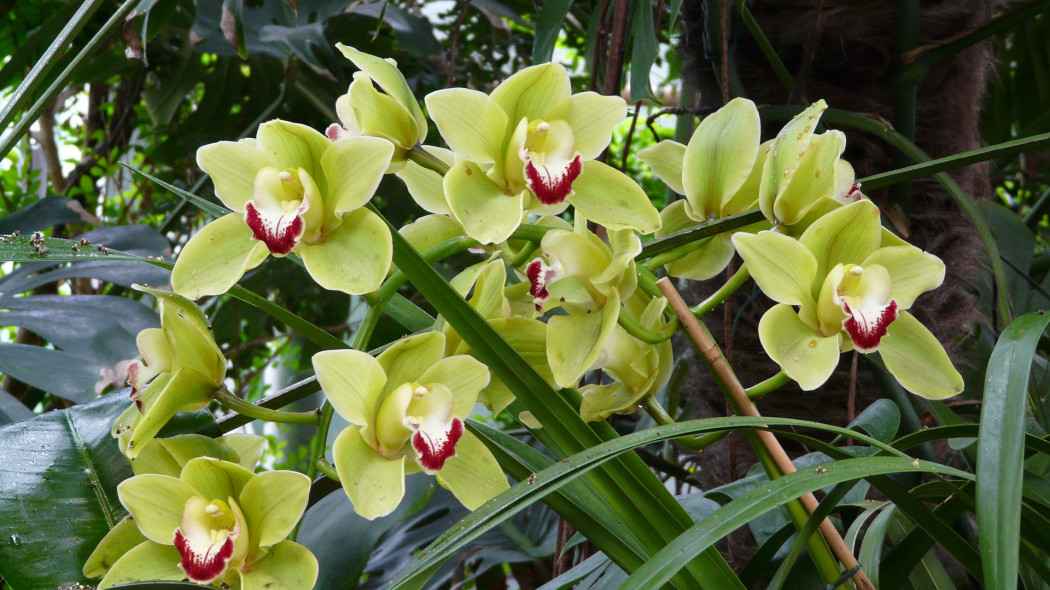 Cymbidium