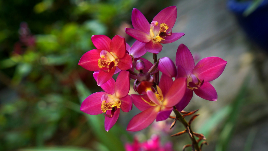 Cymbidium