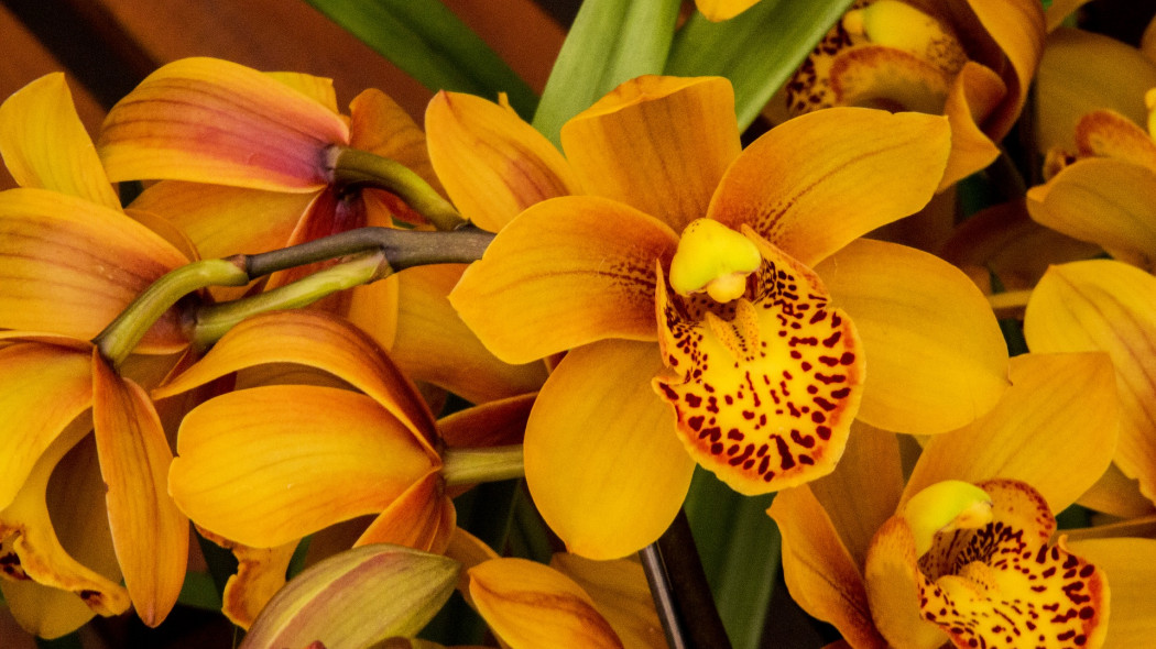 Cymbidium
