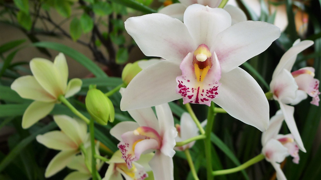 Cymbidium