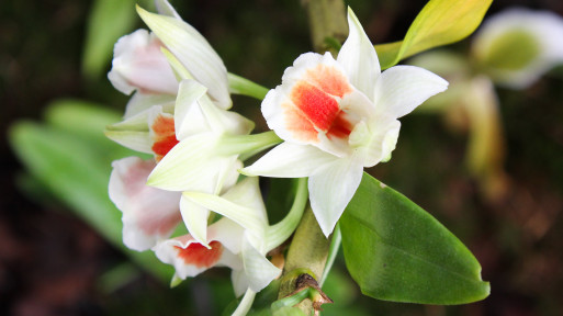 Odrosty na pędach storczyka: rozmnażanie dendrobium 