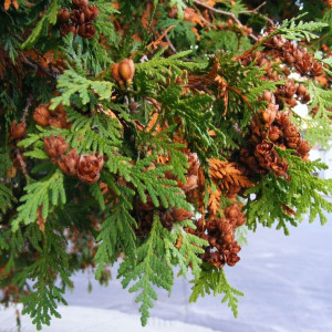 Szyszki żywotnika (Thuja)