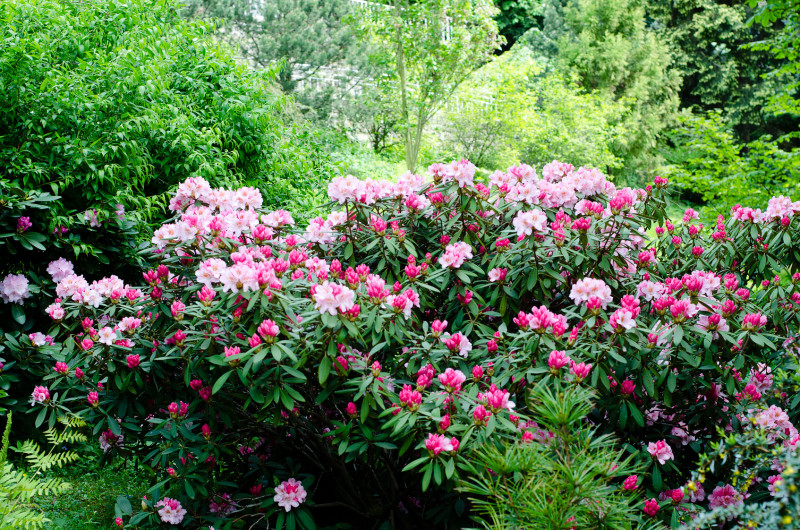 Rododendron wśród krzewów fot. Sarka Fotolia