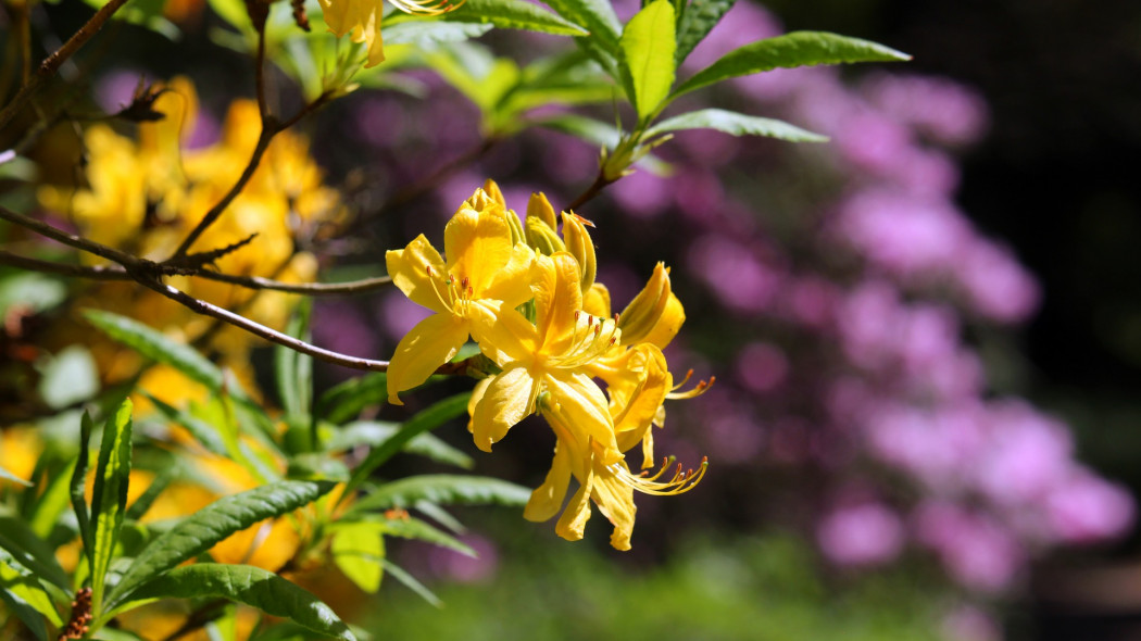 rododendronów i azalii