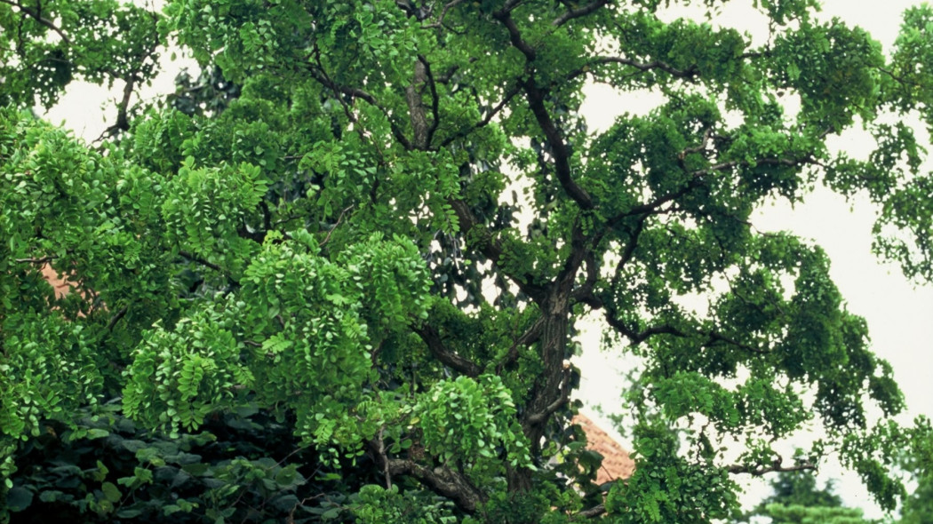 robinia akacjowa 'tortuosa'