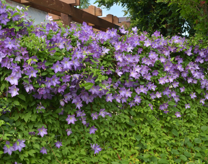 Powojnik Solina fot. Clematis Źródło Dobrych Pnączy