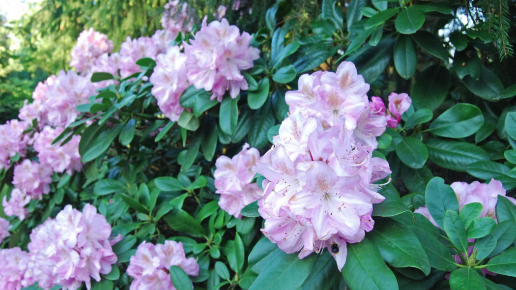 rododendron