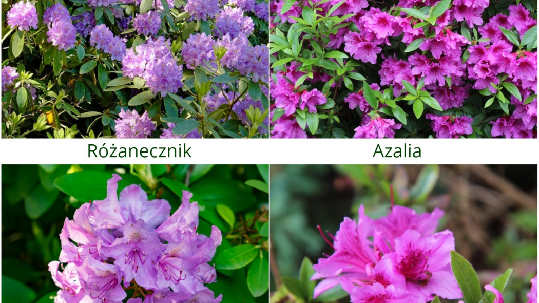 porównanie rododendrona/różanecznika i azalii