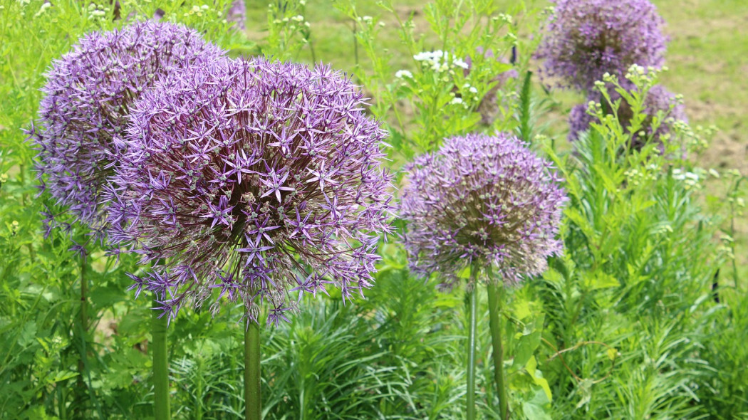 Allium Globemaster 