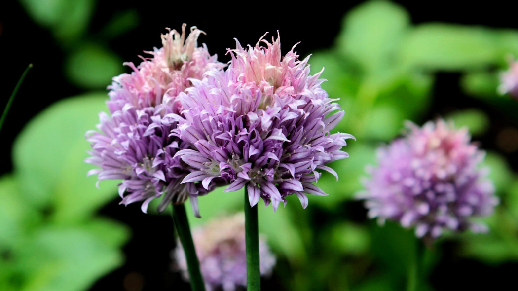 czosnek szczypiorek Allium schoenoprasum